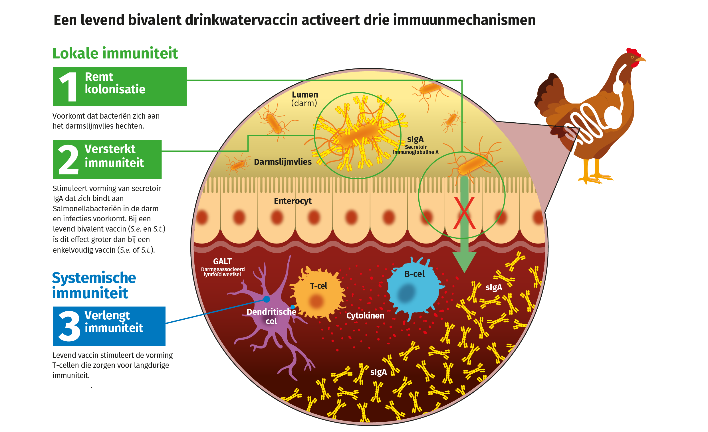 Hoe werkt vaccineren tegen Salmonella?